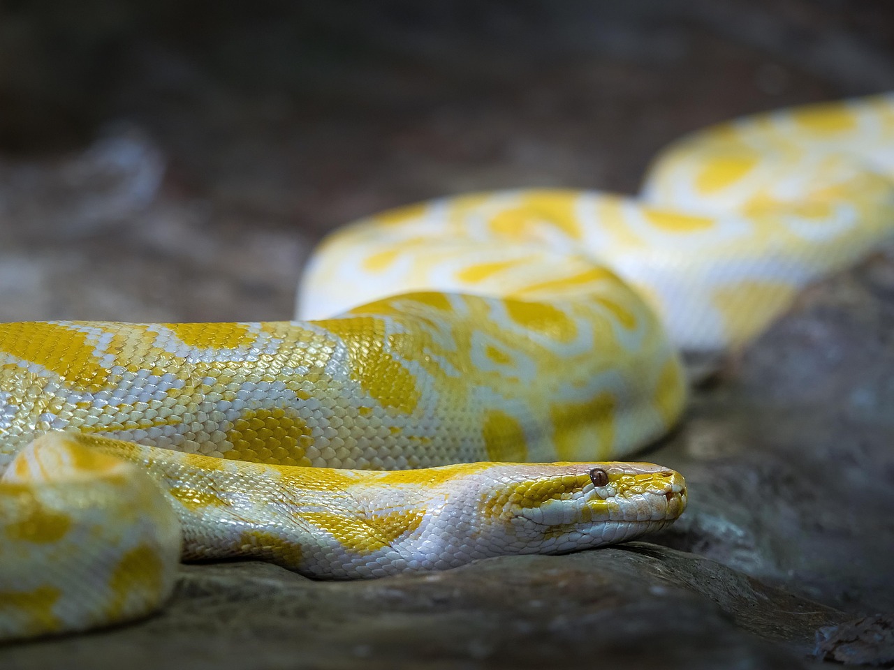 Albino