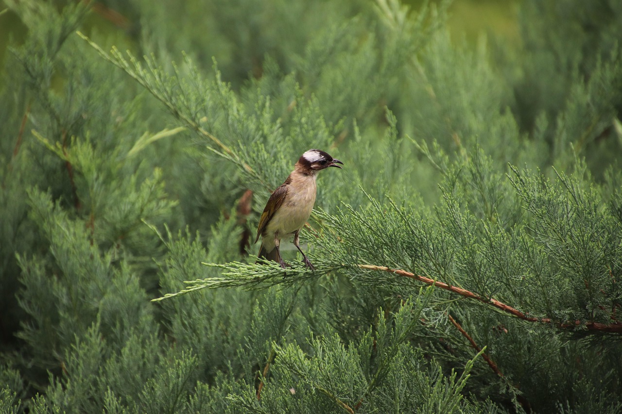 Montefalcone nel Sannio