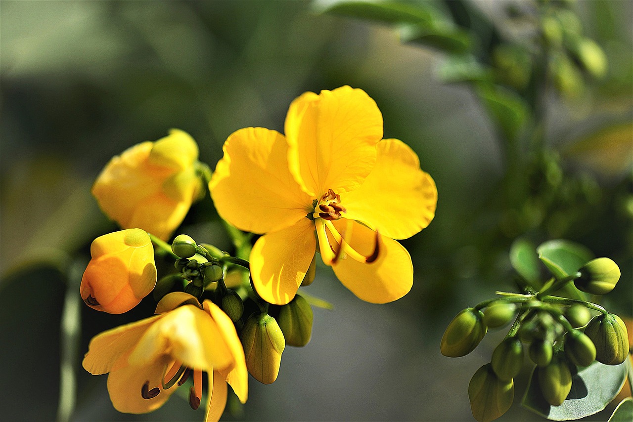 Senna Lodigiana